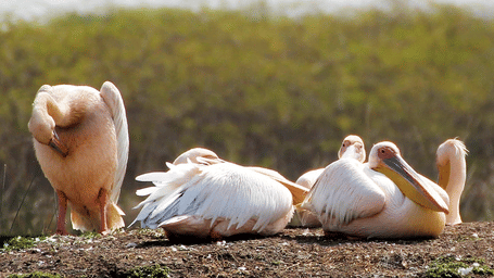 Three large white pelicans resting on a small mound of grass.