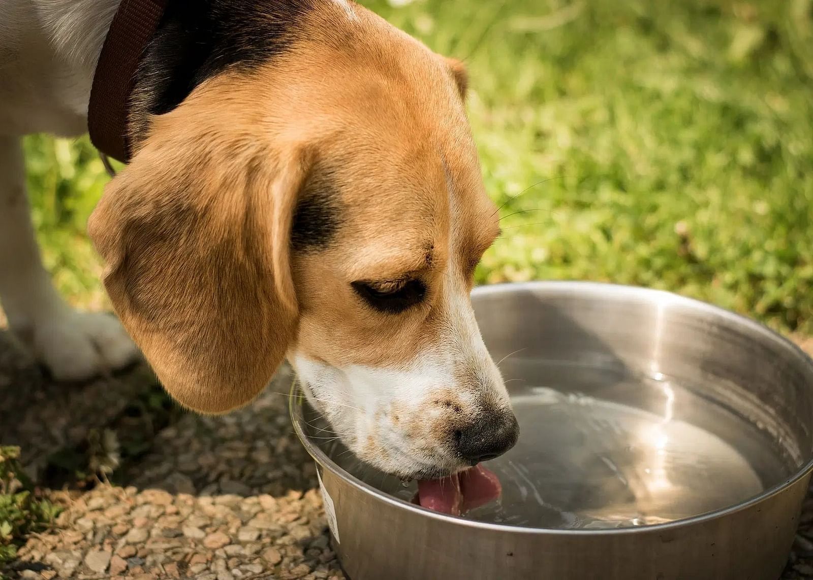 A beagle dog drinking water from a metal bowl.