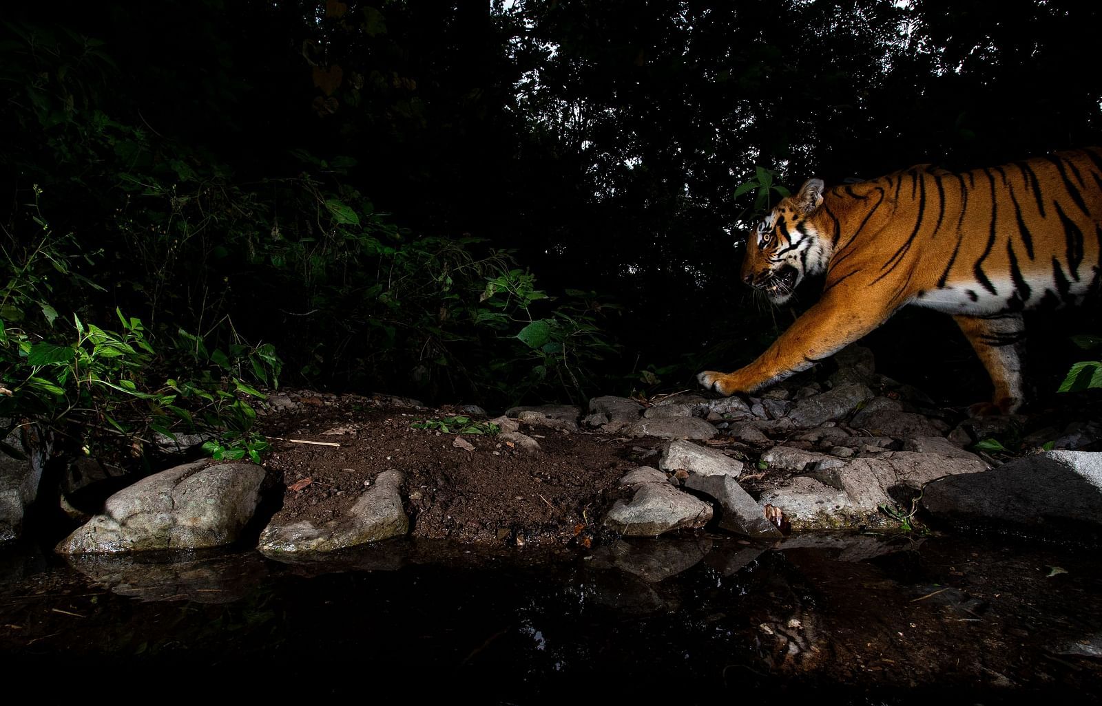 An image showing a tiger keeping it's paw on a rock in the night.