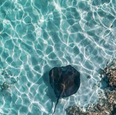 A stingray swims gracefully in clear, shallow turquoise water with sunlight dappling the seafloor.