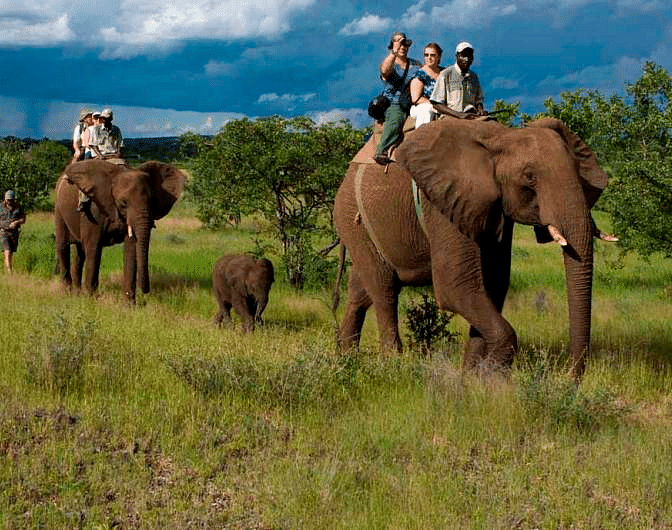 Image of  few elephants with people on them, followed by two baby elephants.
