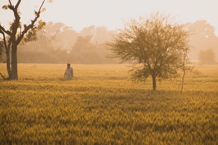 A person walking through a golden field at sunrise, with trees silhouetted against the foggy background.
