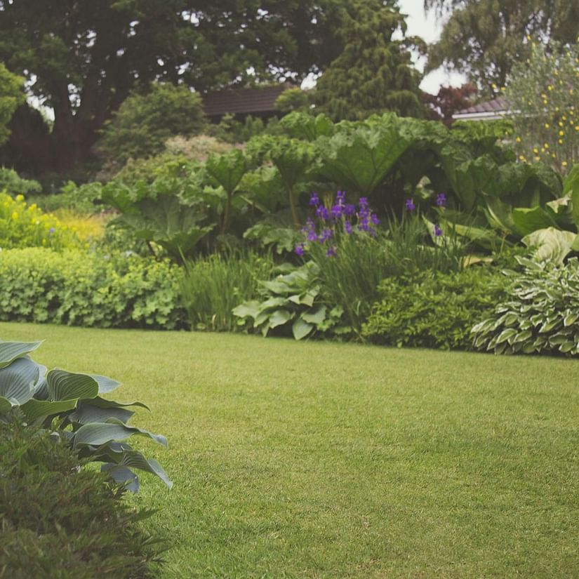 Lawn
