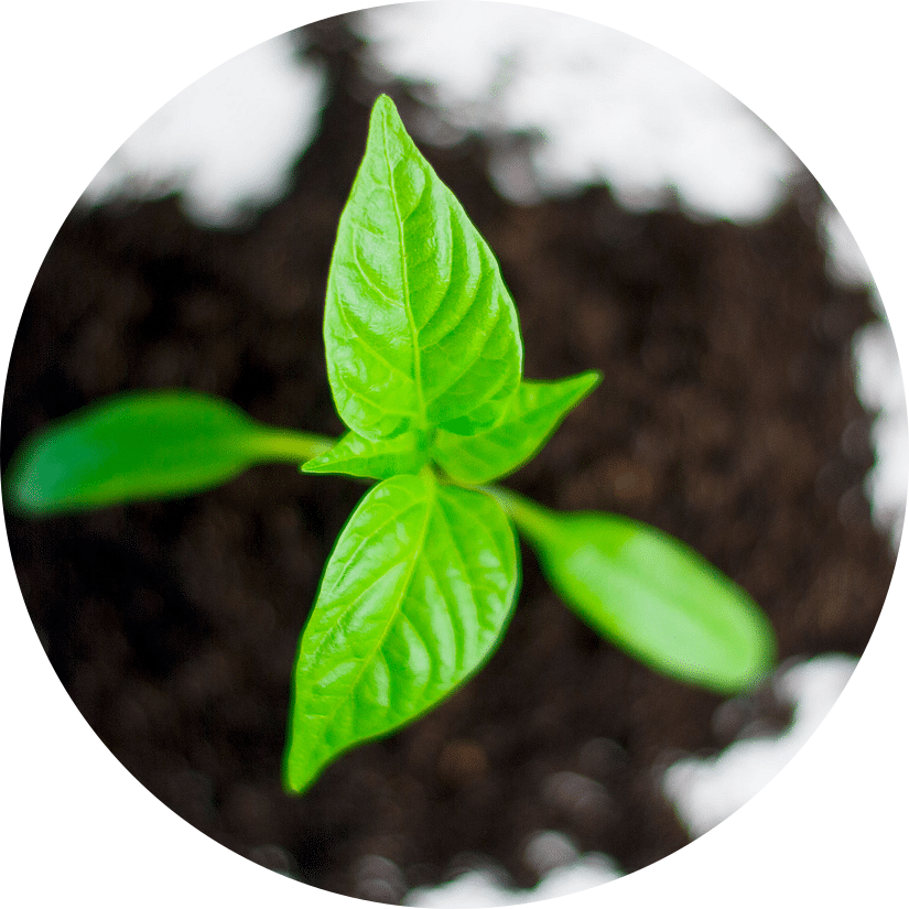 fourth - plant paprika