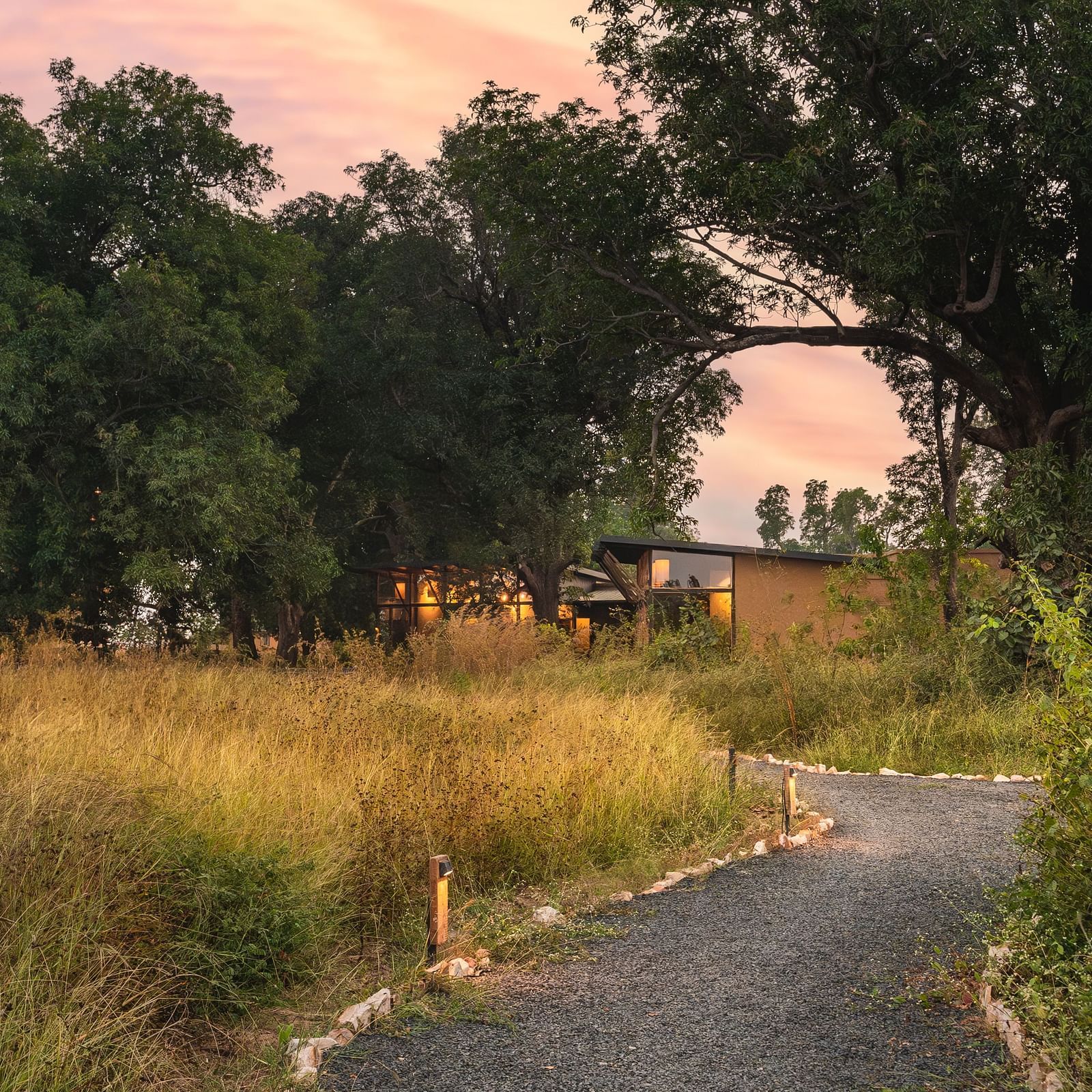 A trail with trees and grasses at Trees N Tigers, Tadoba.