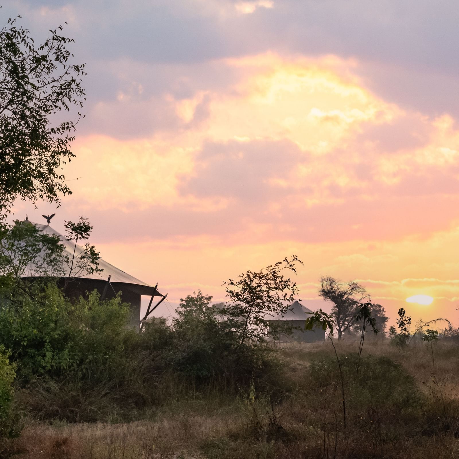 View of a hut amongst greenery at Trees N Tigers, Tadoba.