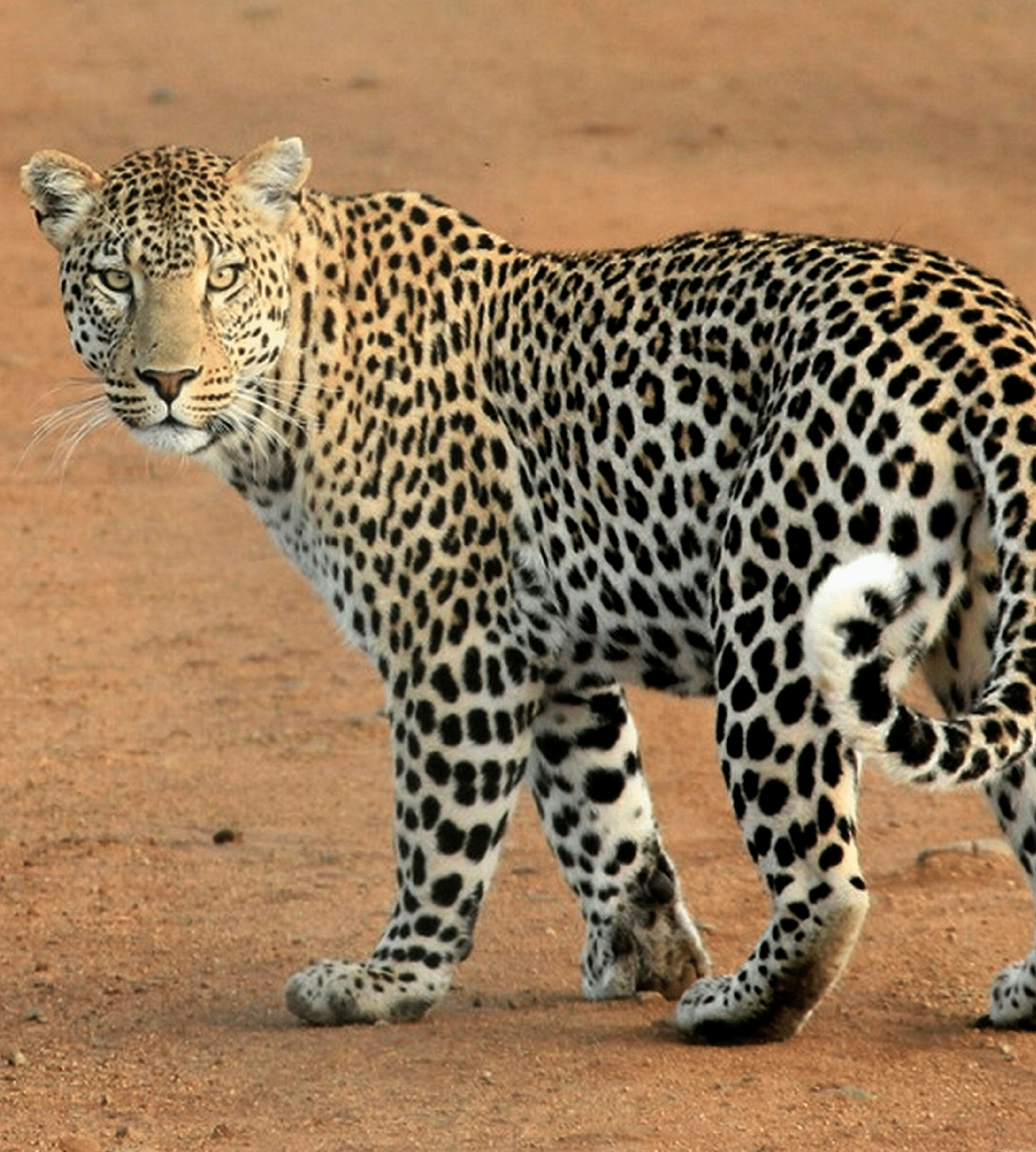 Leopard turning behind.