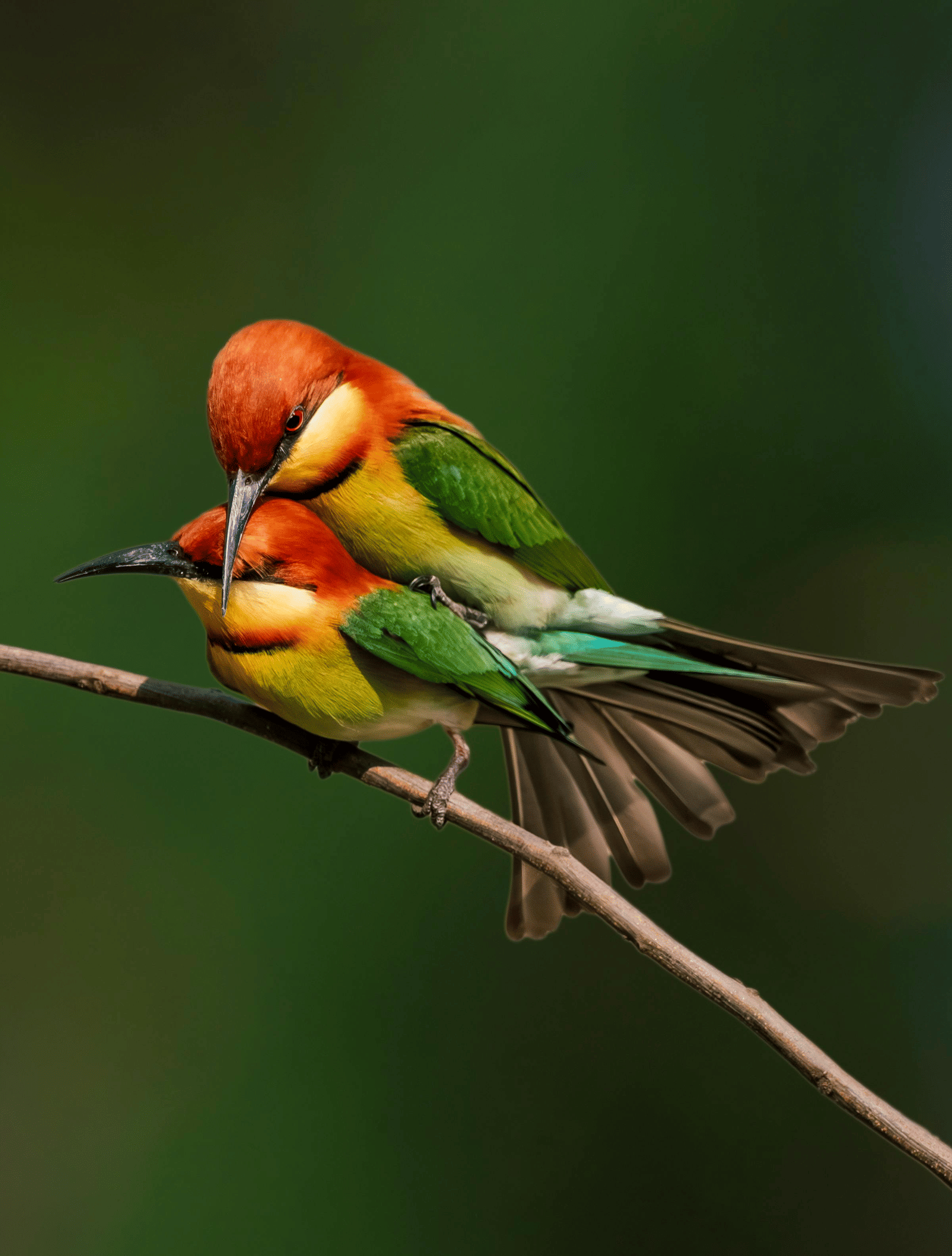2 vibrant chestnut-headed bee-eater birds perched on a branch, one on top of the other.