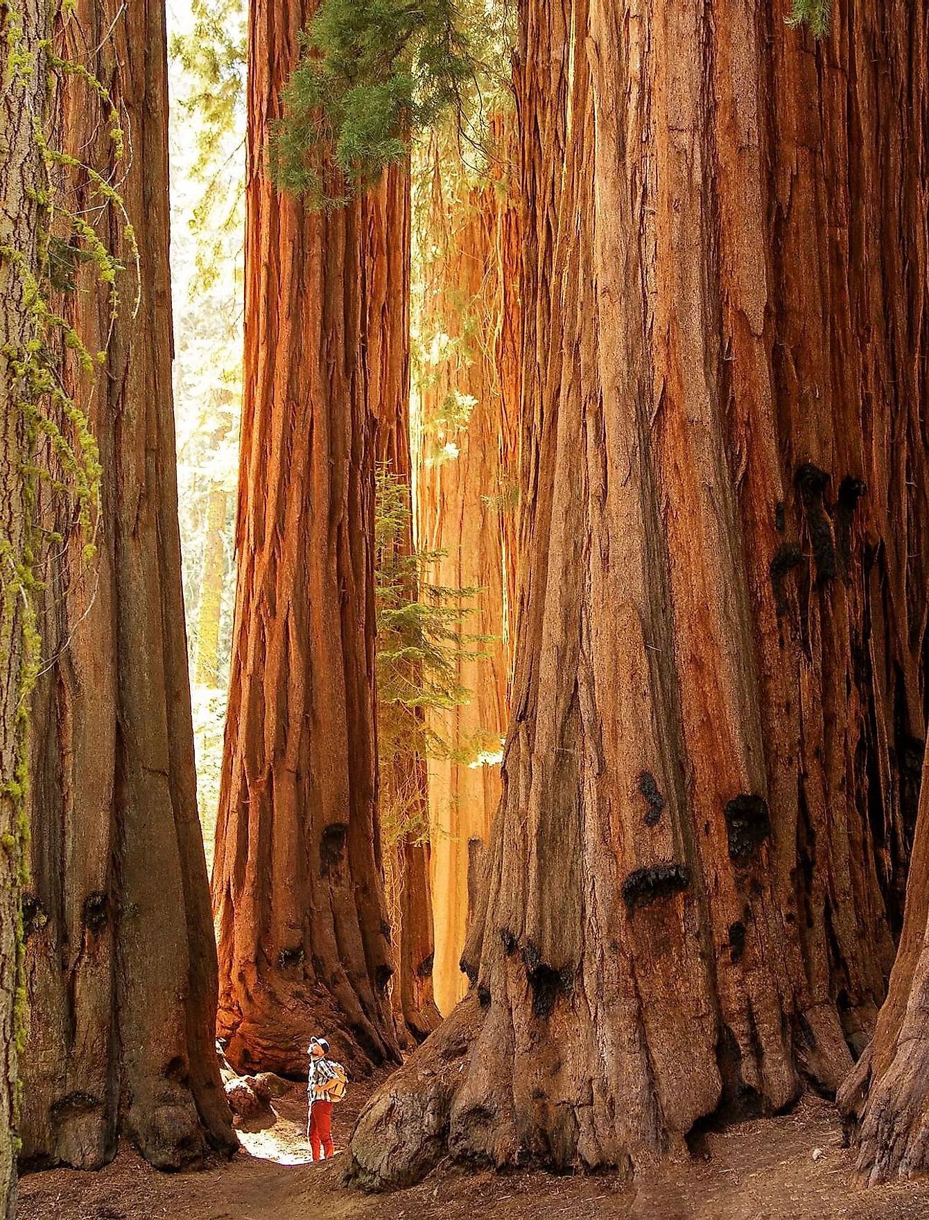 A close up shot of trunks of Great Sequoias during the day - Narrow Gauge Inn - A Serenite Hotel Near Fish Camp.