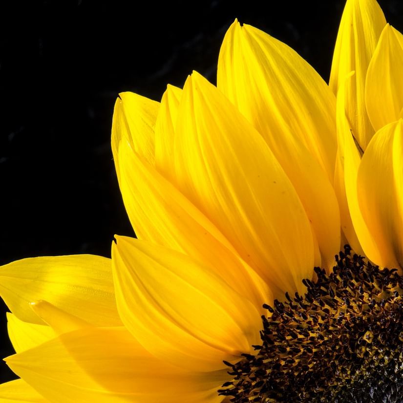 Close up shot of a sunflower