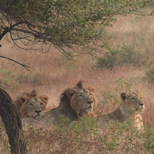 Two lions and a lioness sitting next to a tree in the wild and looking in the same direction