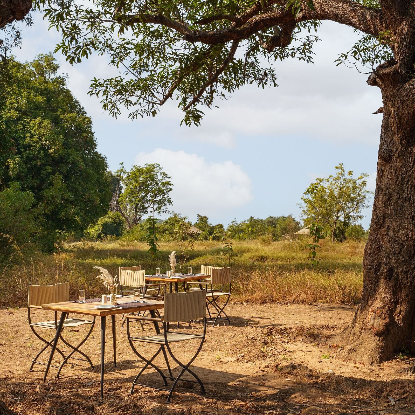 Dining chairs and tables placed between two trees at Trees N Tigers, Tadoba.