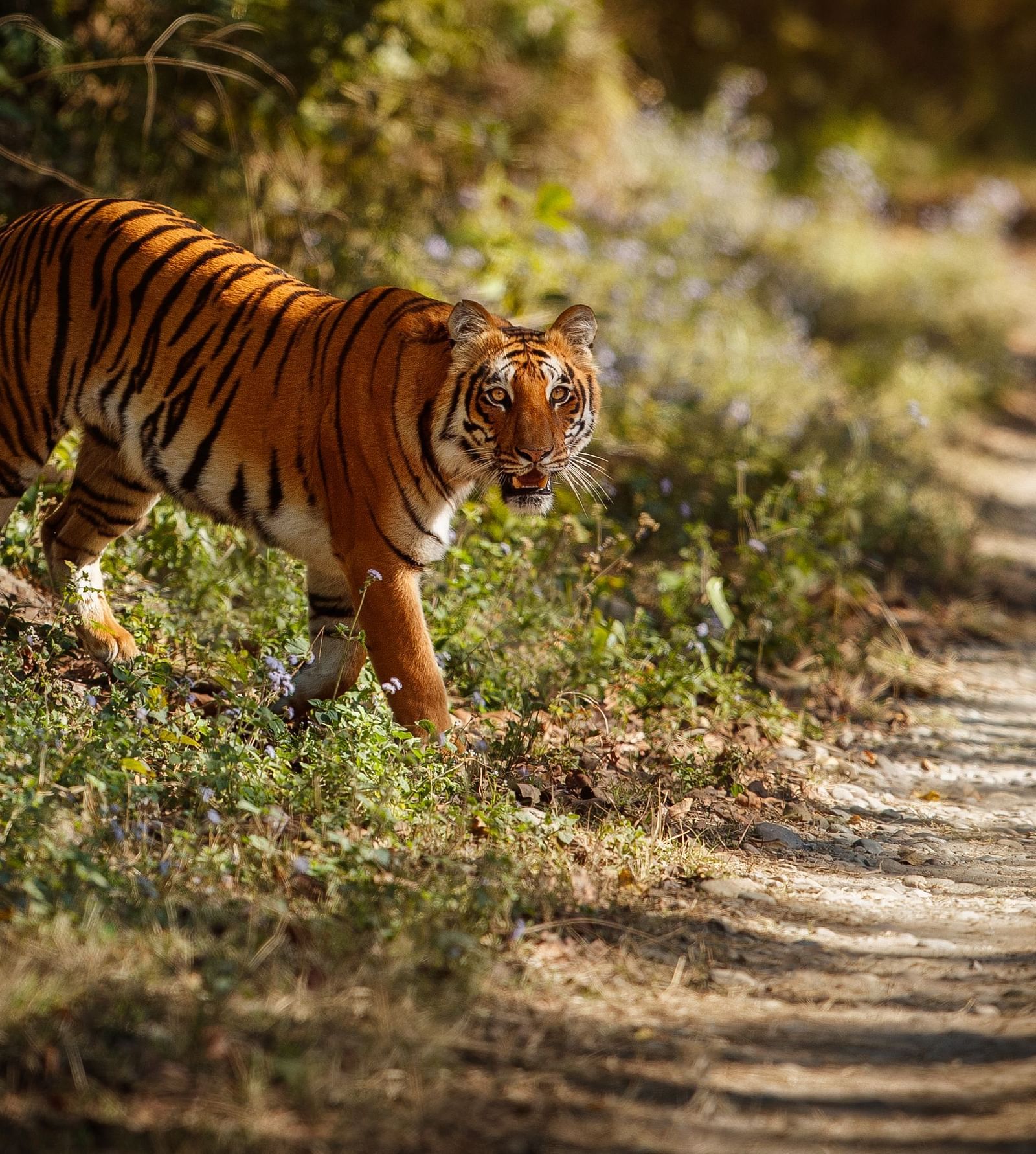 A tiger walking along a forest path, with vibrant orange and black stripes visible on its body as it moves through lush greenery. 