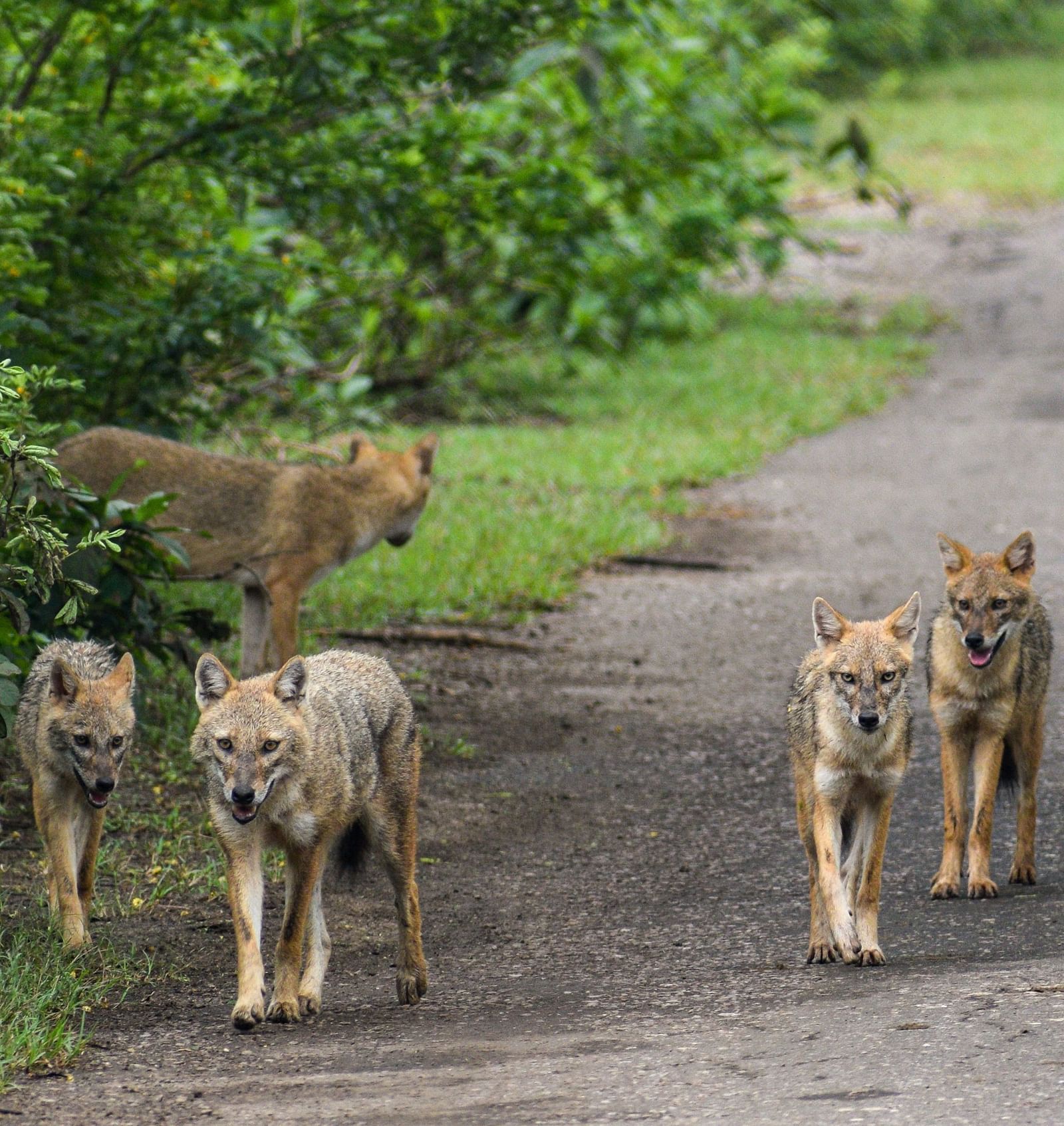An image of a group of foxes walking on a forest road
