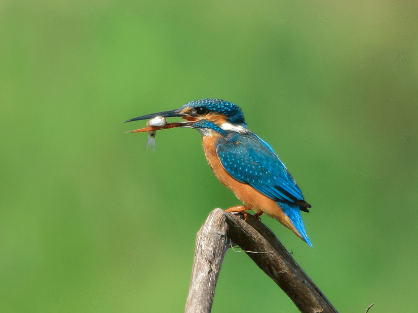 A vibrant kingfisher bird perches on a slender branch, holding a small fish in its beak against a softly blurred green background.