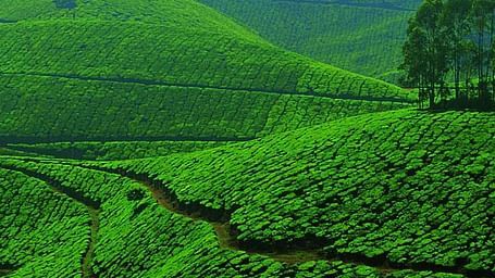 Hotel Maple Regency, Kochi Kochi Munnar-hill-station