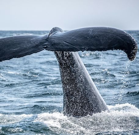A whale diving beneath the waves creating ripples in the water - Brewery Gulch Inn & Spa