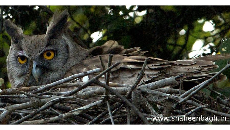 Birds at Shaheen Bagh Resort one of the best resorts in dehradun 
