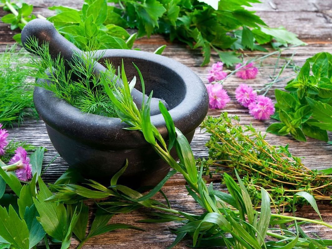 A mortar and pestle placed on a wooden table besides some plants