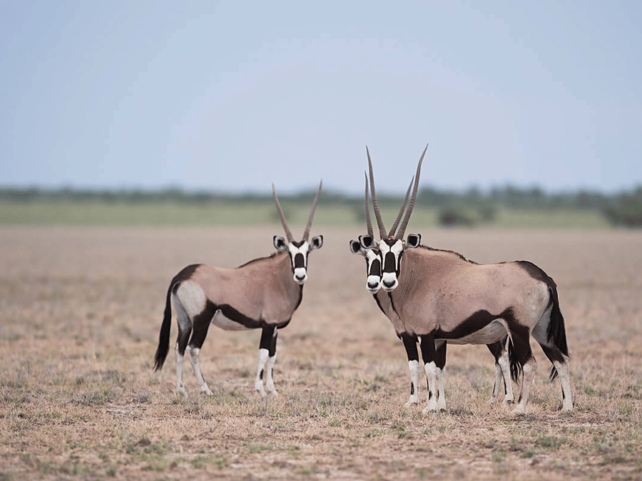 ORYX
