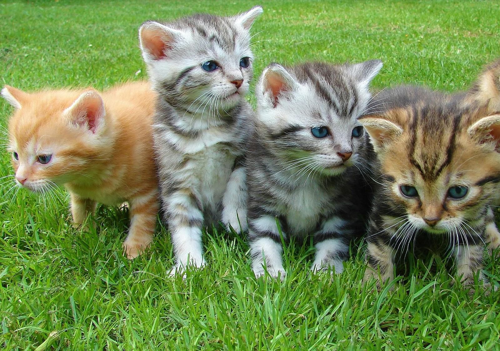 A group of five kittens are sitting on a bed of green grass.