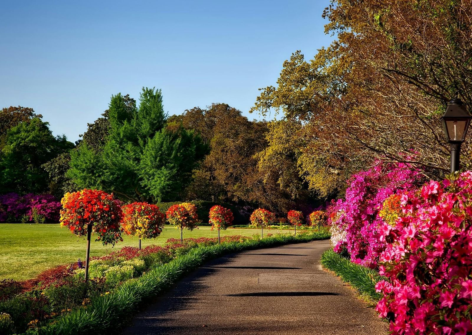 A paved path winds through a garden with flowering bushes and trees under a clear sky.