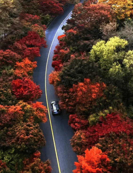 A bird's eye view of a highway featuring a car driving through a forest with colorful autumn trees.