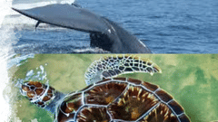 Turtle and whale watching