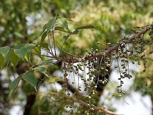 A close-up image featuring a branch of  Lannea Coromandelica