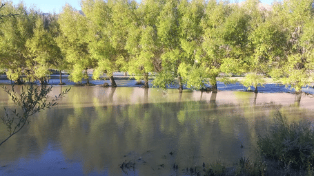 A calm body of water reflecting a dense line of willow trees at Indus Serenity Retreat.