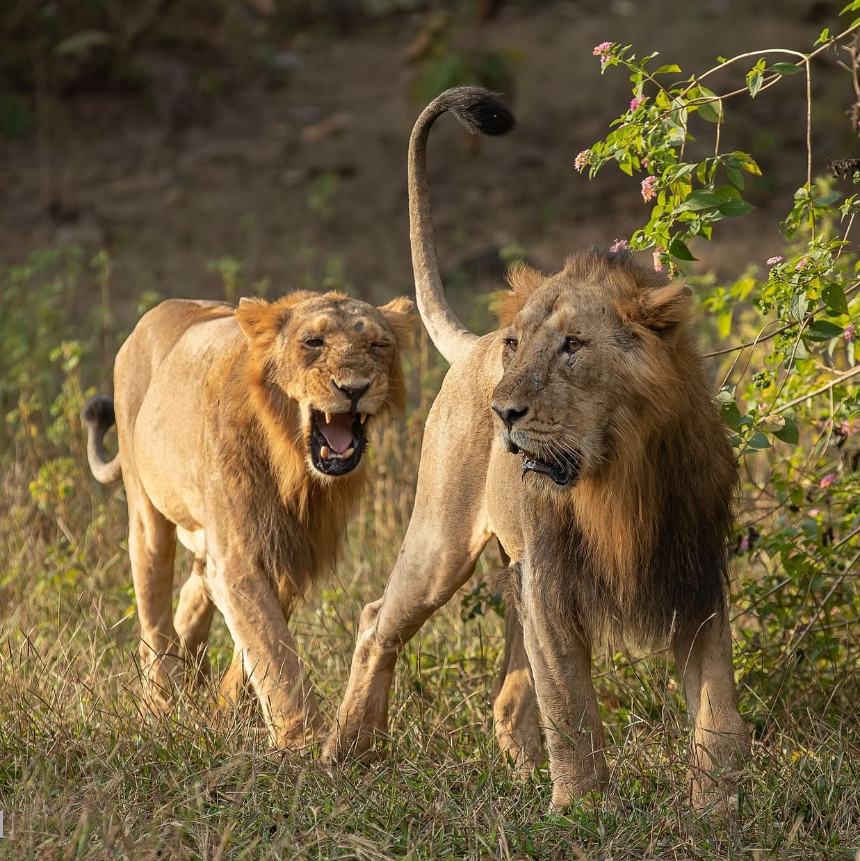 Pair of Lion strolling at Sasan Gir