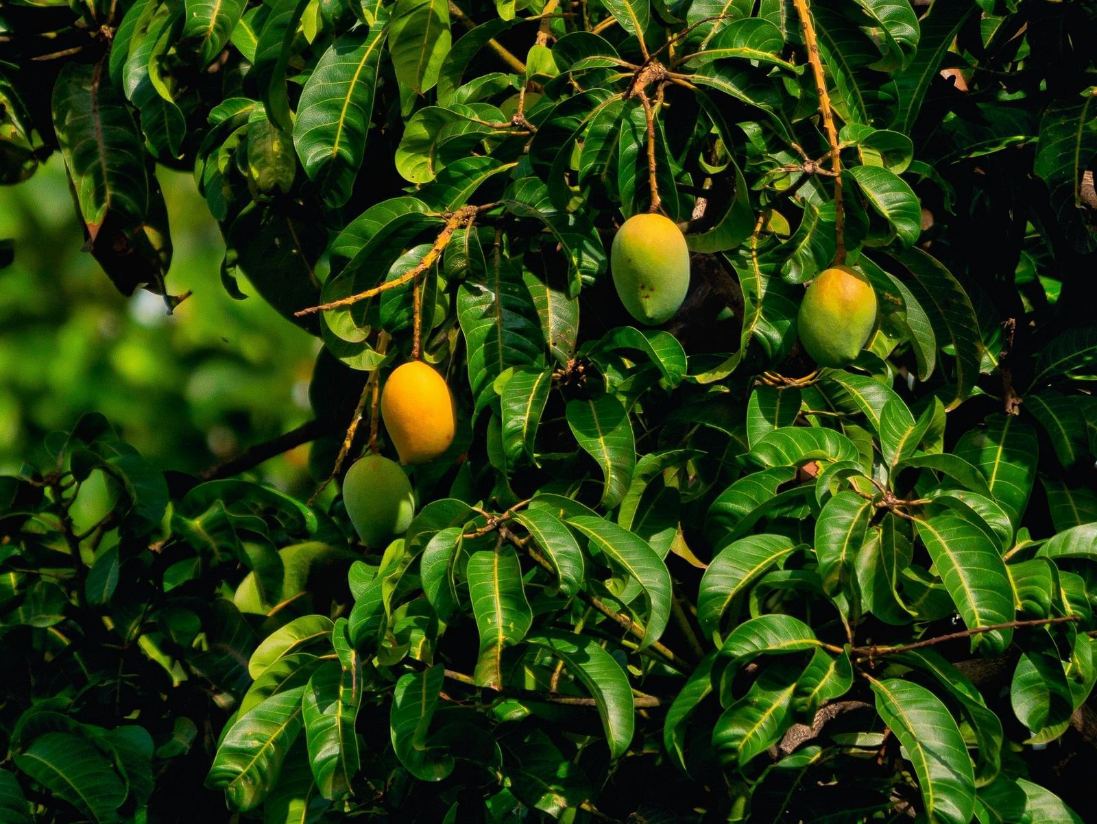 Close-up view of a tree with ripe mangoes on it.