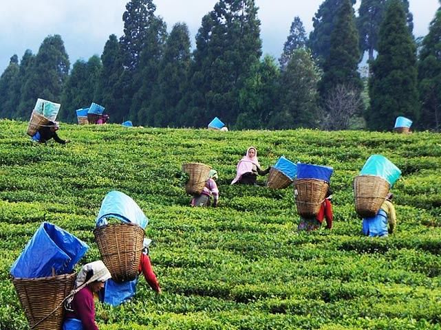 plantation workers at happy valley tea estate
