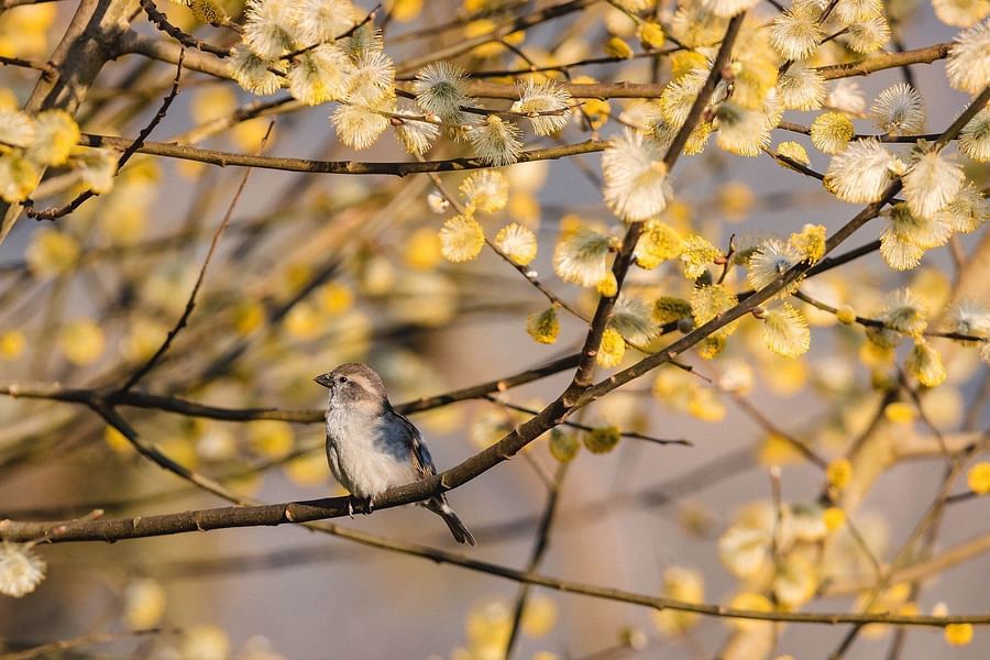 bird-g348e2ac82 1920