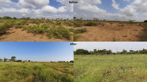 Grassland restoration in Kutch Gujarat