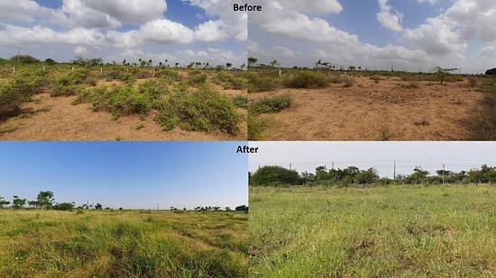 Grassland restoration in Kutch Gujarat