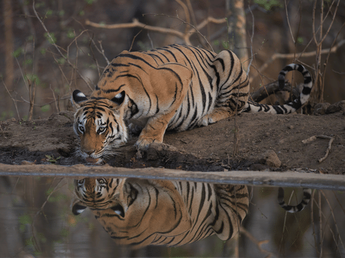 A Bengal tiger kneeling and drinking water from a waterbody