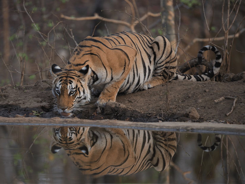 A Bengal tiger kneeling and drinking water from a waterbody