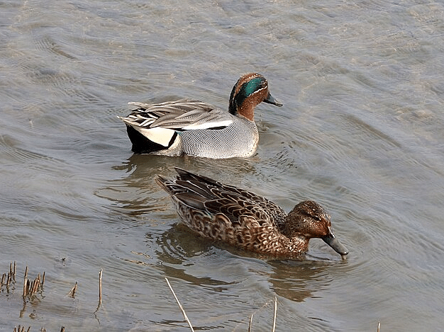 A picture featuring two common teals on water, captured in the day time