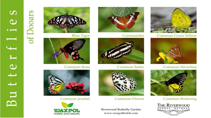A collage images of different types of butterflies