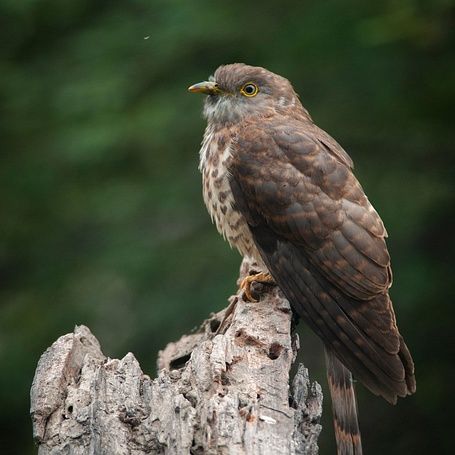 common hawk cuckoo santosh saligram