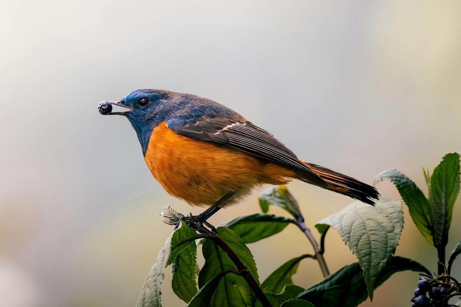 A small bird with a blue head, orange breast, and dark wings perched on a leafy branch.