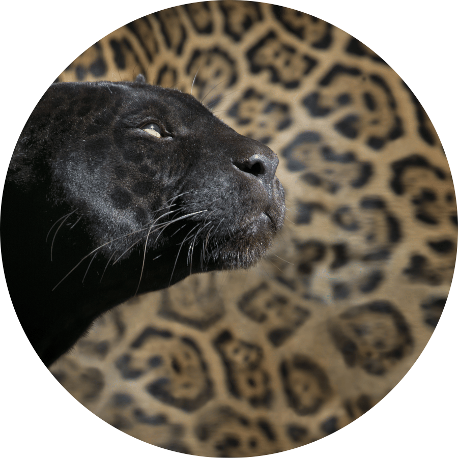 A close up shot of a black panther's face in front of the body of a leopard.