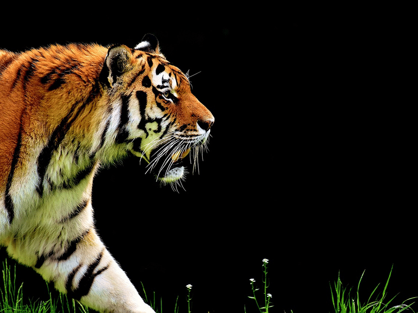 tiger-2320819 1280