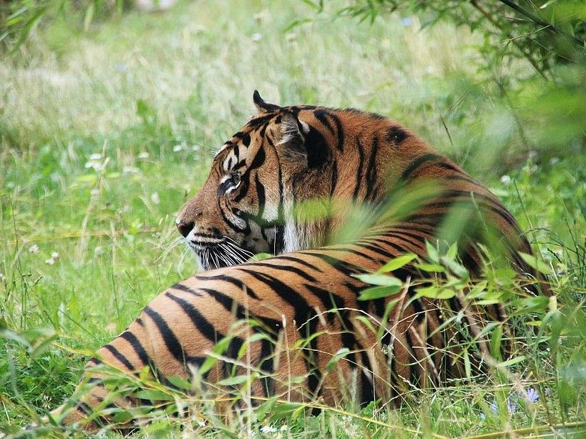 a tiger resting
