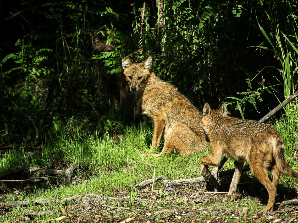 A Golden Jackal, with tawny-brown fur, moving through dense green undergrowth in a forest, looking over its shoulder.