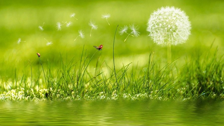 Summer Dandelion seeds being blown away in a bright green meadow