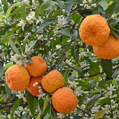 Bitter orange Wikimedia Commons