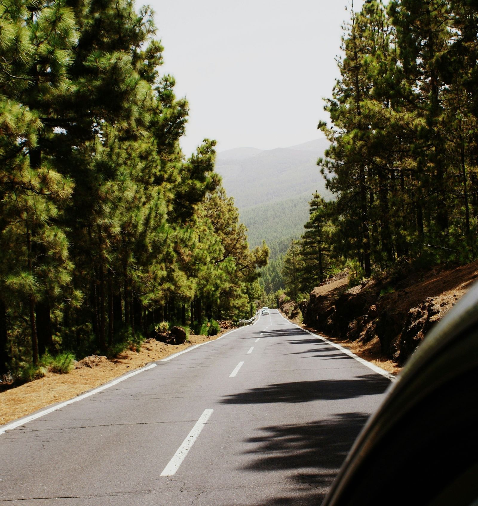 A first-person view from a car driving on a scenic road, flanked by tall pine trees and distant mountains under a bright sky.