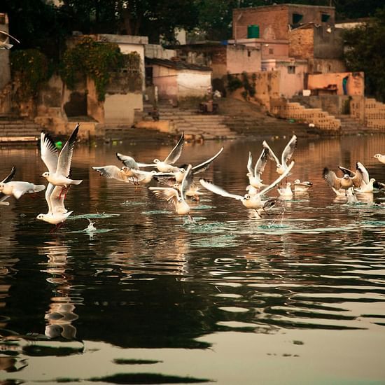 A image of birds flying around the Triveni Sangam